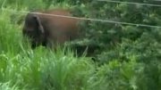 ‘Rogue’ elephant, which killed 15 people, shot down by forest officials