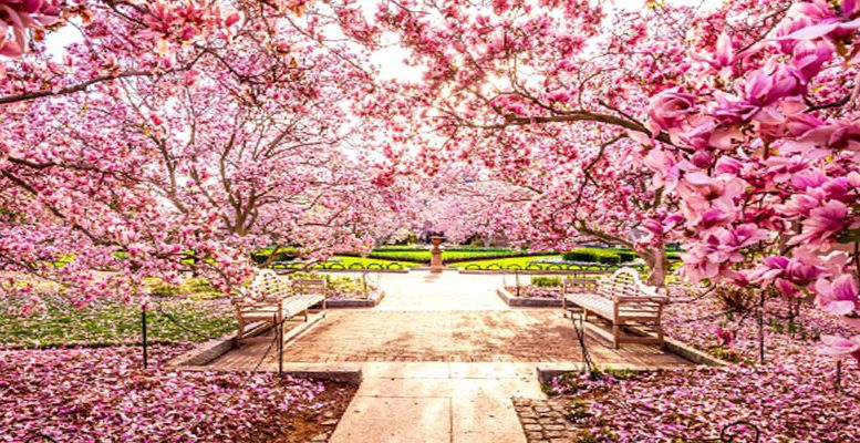 Cherry Blossom Festival to be held in Shillong in November
