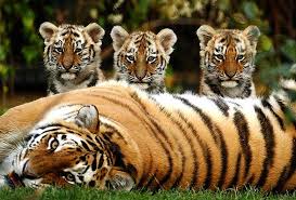 International Tiger Day