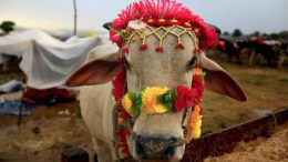 Gau Rakshaks