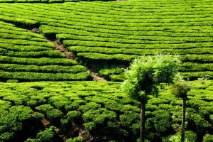 tea-plantation-landscape-munnar-kerala