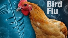 Bird Flu in Delhi