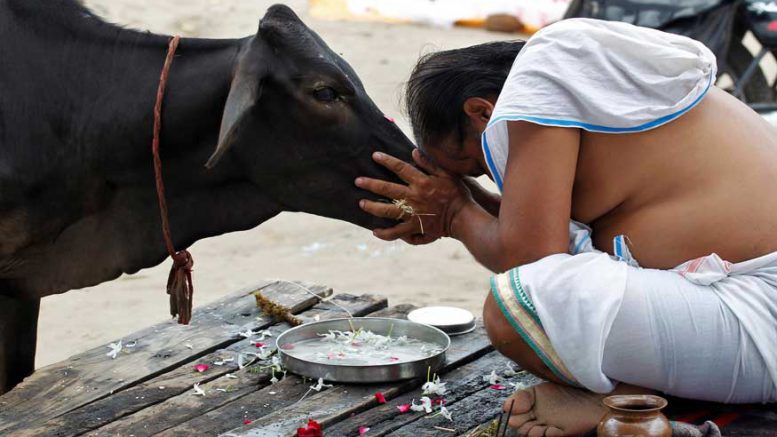 Make Cow National Animal, Life Term For Slaughter, Court Recommends