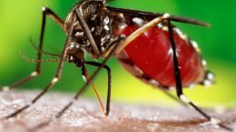 First dengue fatality in Delhi, 12-year-old boy dies: MCD