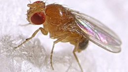 Fruit fly: The tiny star behind five Nobel Prizes in medicine